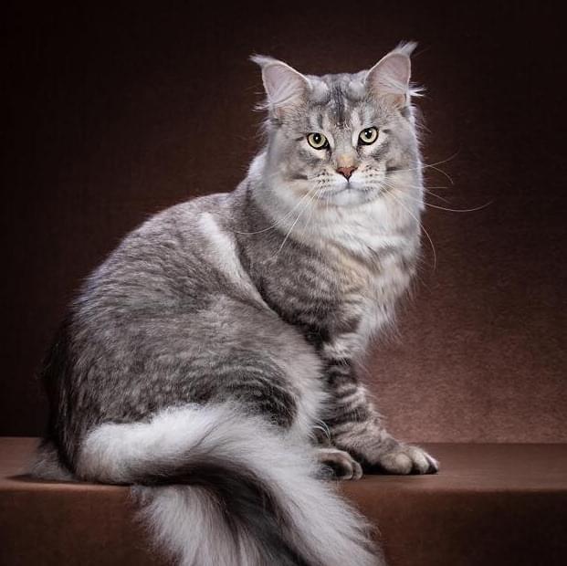 Maine Coon Kittens For Sale Indiana